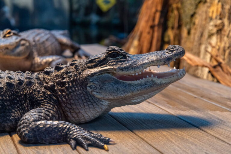 Gatorland - Best 10 Family Things to Do in Orlando & the Space Coast