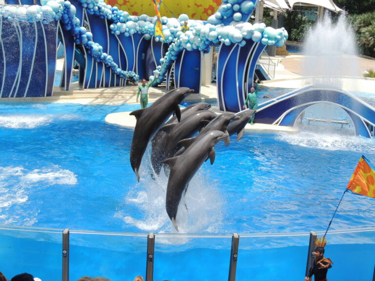 SeaWorld Orlando - Best 10 Family Things to Do in Orlando & the Space Coast