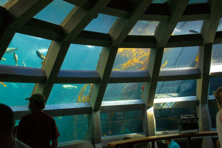 Seattle Aquarium - Best 10 Rainy Day Things to Do in Seattle