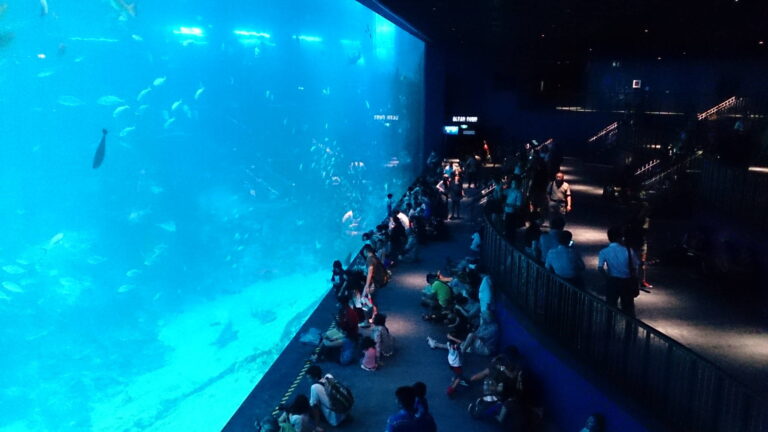 S.E.A. Aquarium - Best 10 Family Things to Do in Singapore