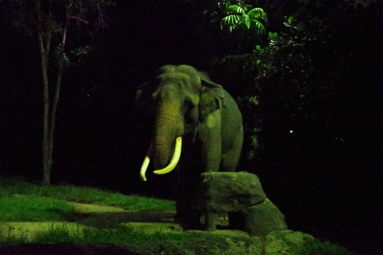 night safari singapore - Best 10 Family Things to Do in Singapore
